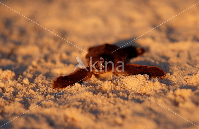 Hawksbill Turtle (Eretmochelys imbricata)