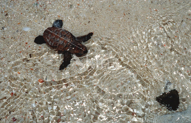 Hawksbill Turtle (Eretmochelys imbricata)