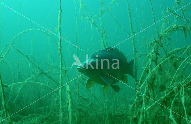 Common Carp (Cyprinus carpio)