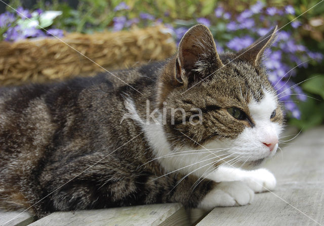 Cat (Felis domesticus