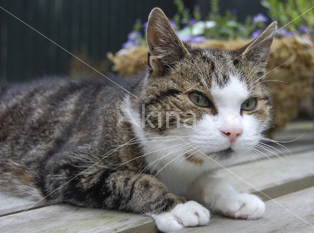 Cat (Felis domesticus