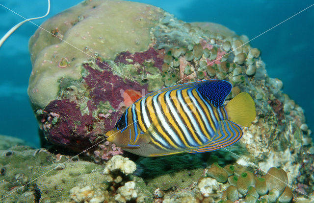 Royal angelfish (Pygoplites diacanthus)