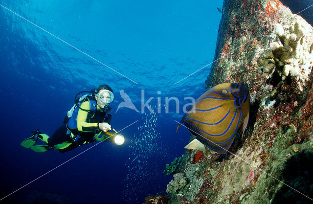 Blue-ringed Angelfish (Pomacanthus annularis)