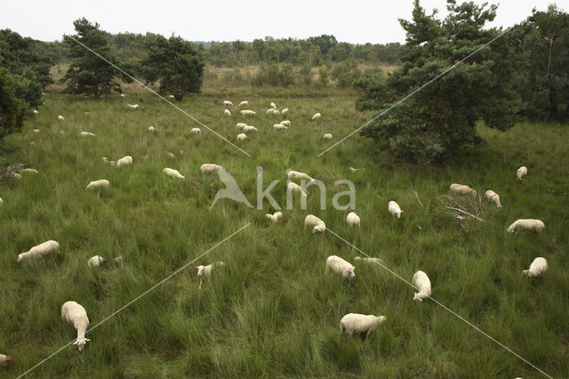 Kempisch heideschaap (Ovis domesticus)