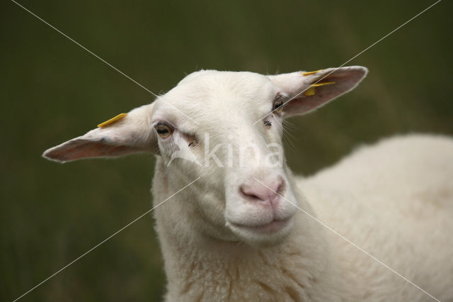 sheep (Ovis domesticus)