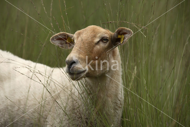 sheep (Ovis domesticus)