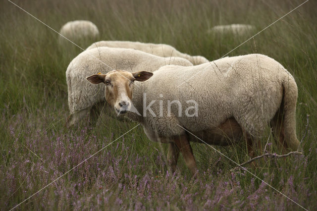 Kempisch heideschaap (Ovis domesticus)