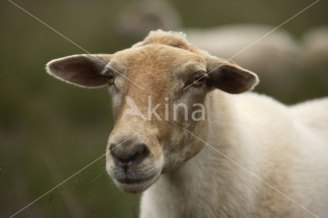 Kempisch heideschaap (Ovis domesticus)
