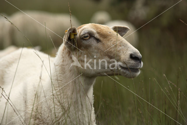 sheep (Ovis domesticus)