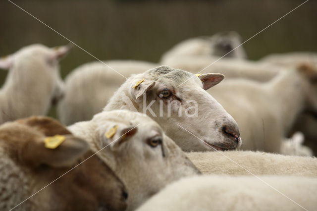 sheep (Ovis domesticus)