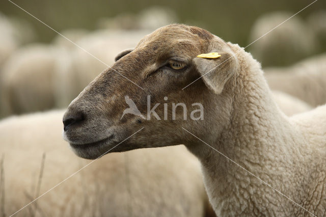 Kempisch heideschaap (Ovis domesticus)