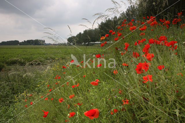 Klaproos (Papaver spec.)