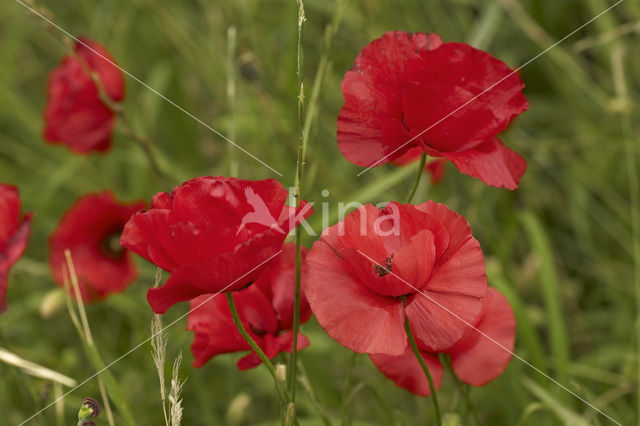 Poppy (Papaver spec.)