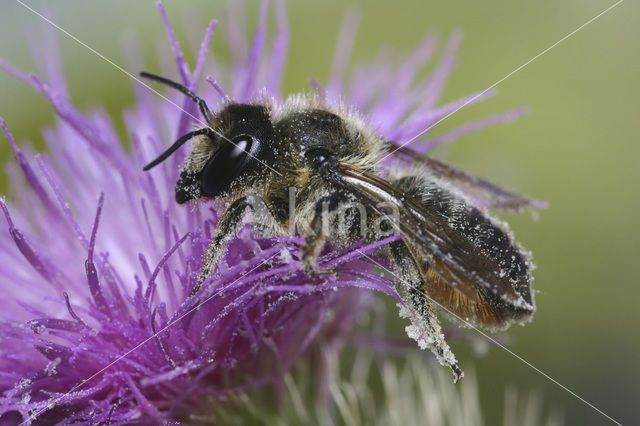 Wood-Carving Leaf-Cutter Bee (Megachile ligniseca)