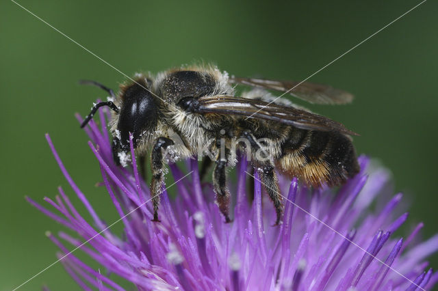 Wood-Carving Leaf-Cutter Bee (Megachile ligniseca)