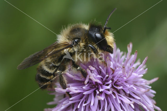 Wood-Carving Leaf-Cutter Bee (Megachile ligniseca)