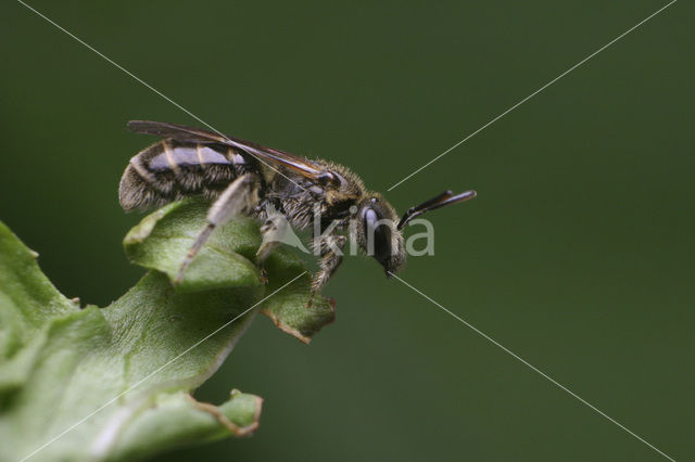 Kleigroefbij (Lasioglossum pauxillum)