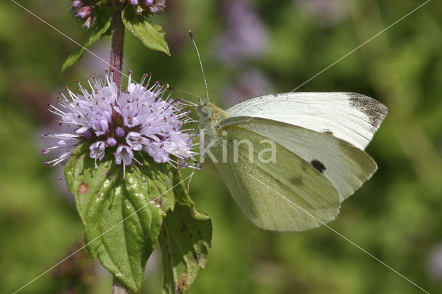 Klein koolwitje (Pieris rapae)