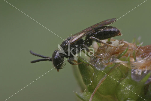 Sphecodes longulus