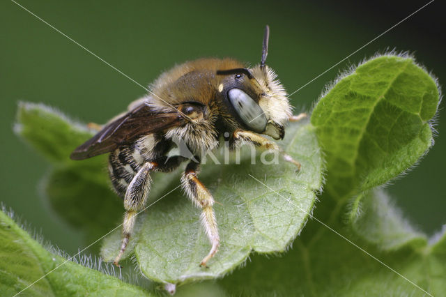 Kleine wolbij (Anthidium punctatum)