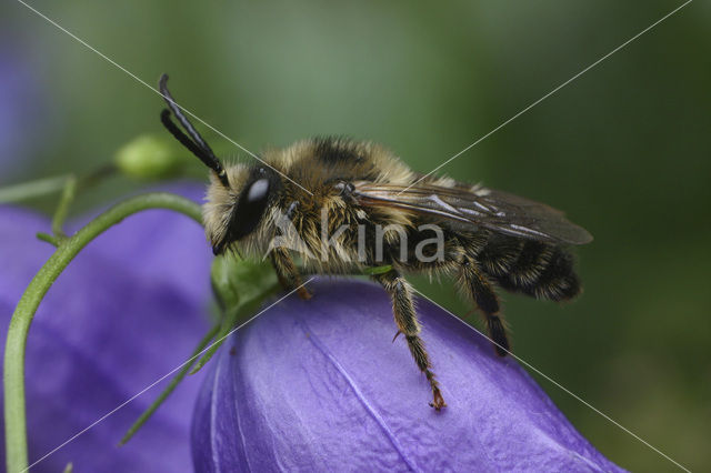 Klokjesdikpoot (Melitta haemorrhoidalis)