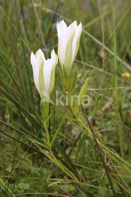 Marsh Gentian (Gentiana pneumonanthe)