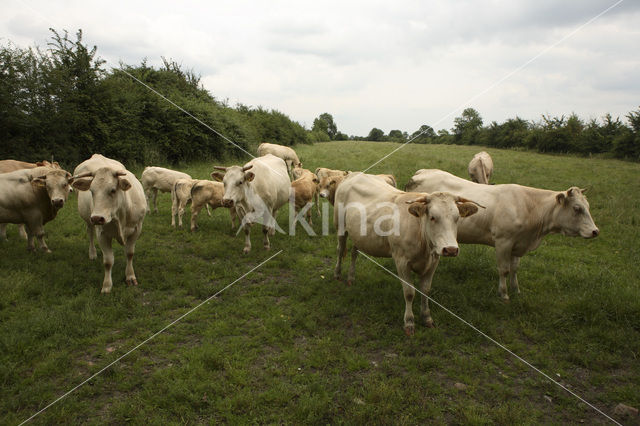 Cow (Bos domesticus)