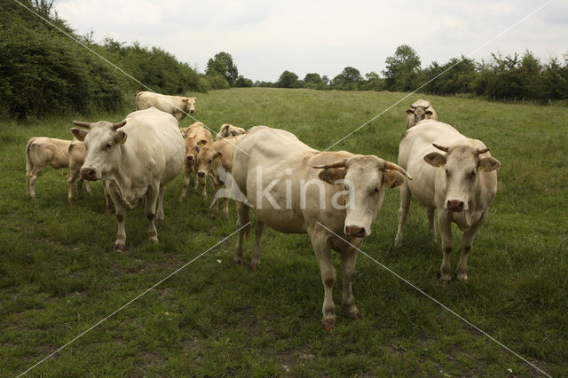 Cow (Bos domesticus)