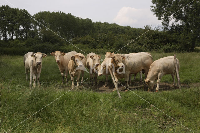 Cow (Bos domesticus)