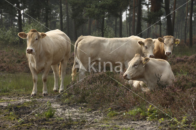 Cow (Bos domesticus)