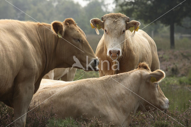 Cow (Bos domesticus)