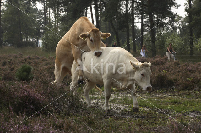 Cow (Bos domesticus)