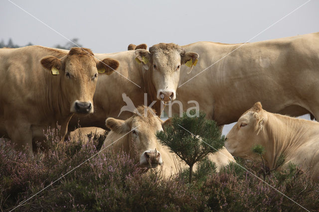 Cow (Bos domesticus)