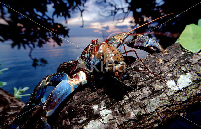 Coconut Crab (Birgus latro)