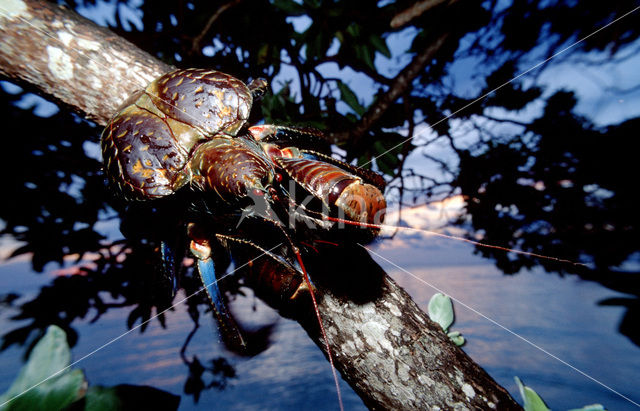 Coconut Crab (Birgus latro)