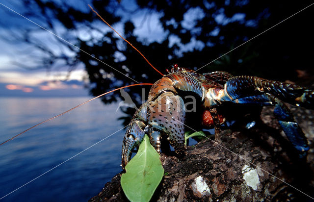 Kokoskrab