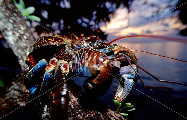 Coconut Crab (Birgus latro)