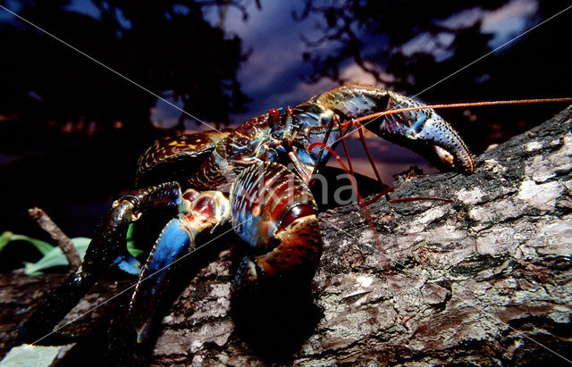 Coconut Crab (Birgus latro)