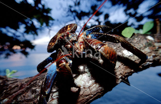 Coconut Crab (Birgus latro)