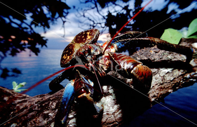 Coconut Crab (Birgus latro)