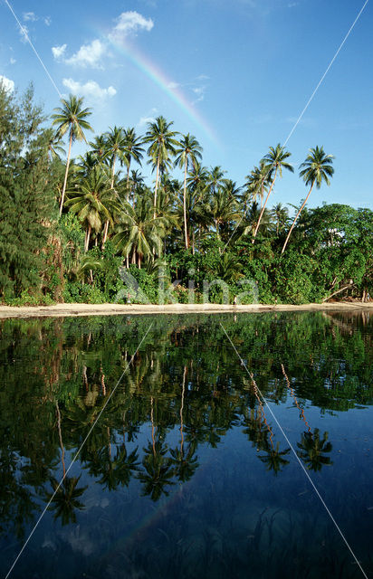 Coconut Palm (Cocos nucifera)