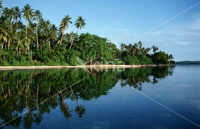 Coconut Palm (Cocos nucifera)