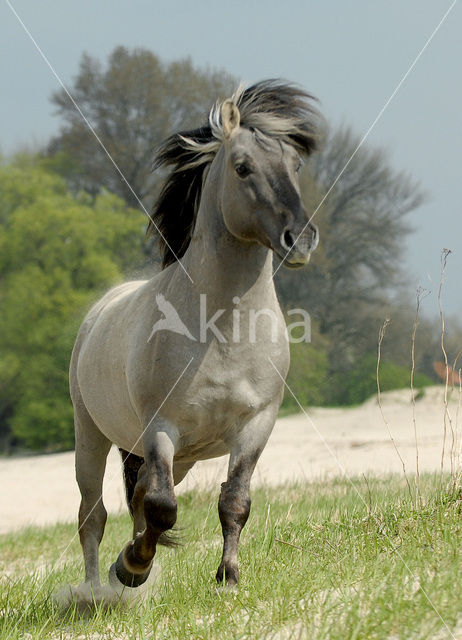 Konik horse (Equus spp)