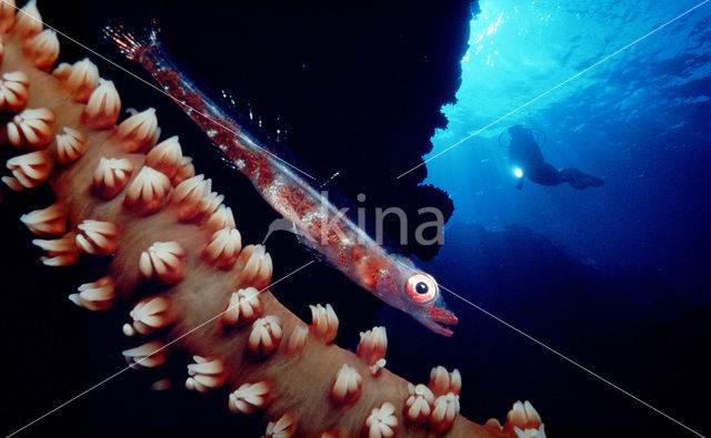 Whip coral goby (Bryaninops yongei)