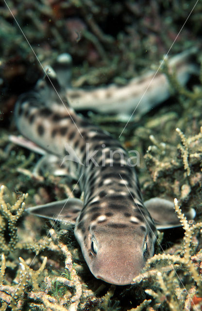 coral catshark (Atelomycterus marmoratus)