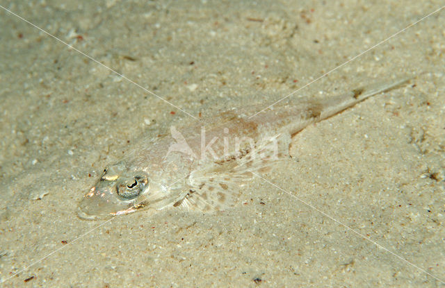 Longsnout flathead (Thysanophrys chiltonae)