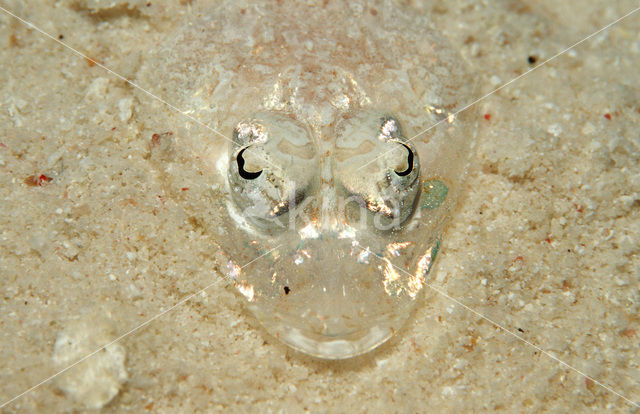 Longsnout flathead (Thysanophrys chiltonae)