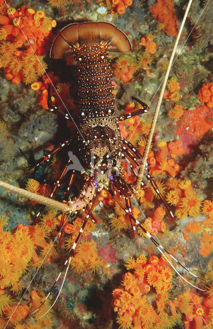 Blue-spot Rock Lobster (Panulirus femoristriga)