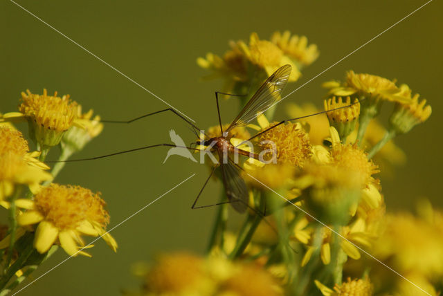 cranefly (Tipula oleracea)