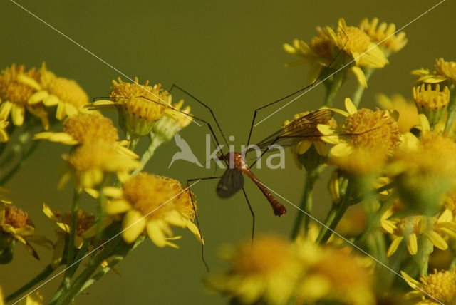 Langpootmug (Tipula oleracea)